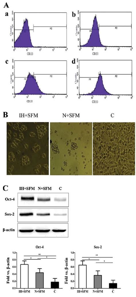 The Cd133 Stem Like Cells Enriched And Maintained Under Intermittent