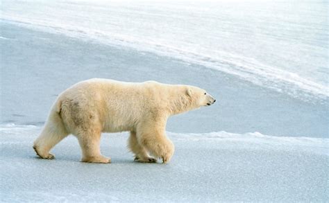 Lours polaire Sa Majesté arctique de lOntario