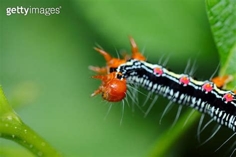 Ramie Caterpillar Moss Arcte Coerula Fukurasuzume Larvae Close Up