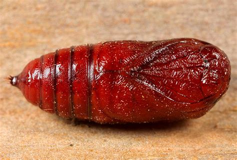 Pupa Id Bugguidenet