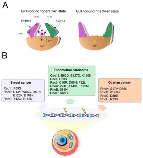 Switching mechanism of Rho GTPases. (A) The process of activation and ... 