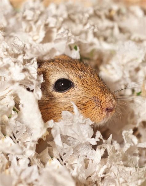 Caring For Your Gerbil How To Keep Pet Gerbils Healthy And Happy