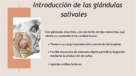 Glándulas salivales y lengua PPT