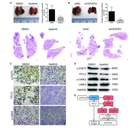 Vegfr2 Inhibition Attenuates Osteosarcoma Cell Metastasis In Vivo