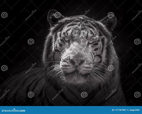 Cara Del Tigre Blanco Siberiano Imagen De Archivo Imagen De Bengala