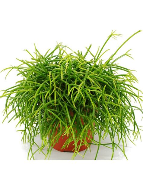 Рипсалис (110 фото) » НА ДАЧЕ ФОТО