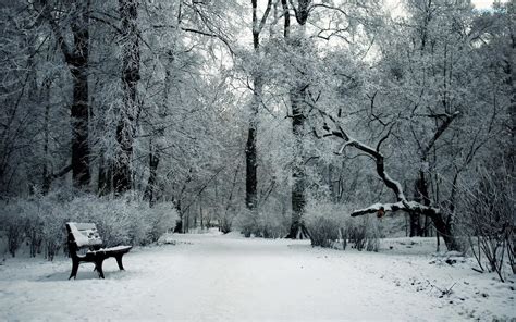 Drzewa Zima Ławka Park