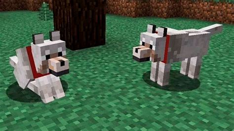 Mascotas En Minecraft C Mo Domesticar Gatos Perros Y Lobos Y Qu