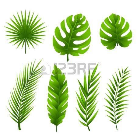 jungle leaf clipart - Clipground