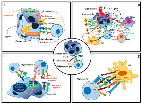 Ijms Free Full Text Immuno Metabolism And Microenvironment In