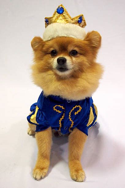 650+ Pomeranian Costumes Stock Photos, Pictures & Royalty-Free Images ...