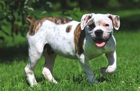 American Bulldog Description Energy Level Health Image And