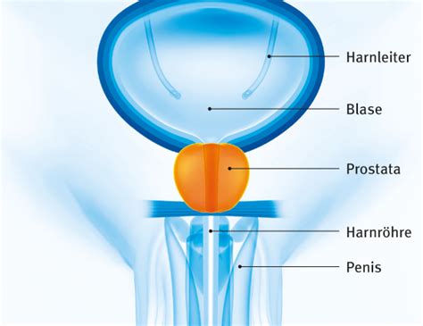 Prostatakrebs Prostatakarzinom Deutsche Krebshilfe