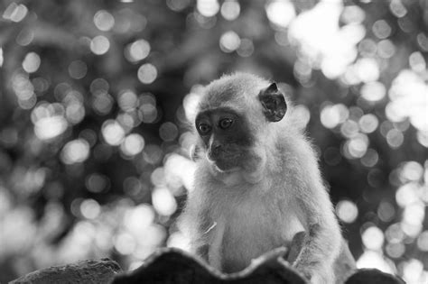 Premium Photo | Close-up of monkey