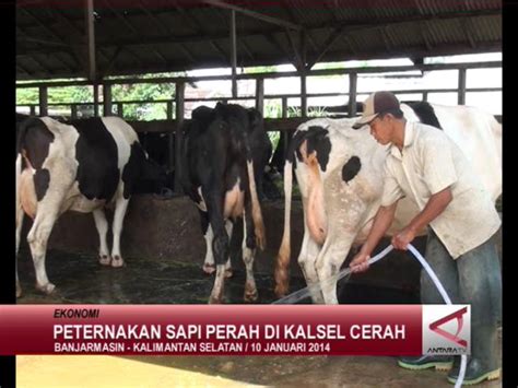 Peternakan Sapi Perah Di Kalsel Cerah Antara News