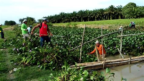 Tak Layak Tenaga Manusia Untuk Mengangkat Kelayau Yg Numpuk Di