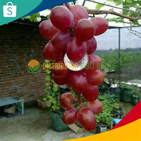 Jual Bibit Anggur Import Nina Queen Hasil Grafting Shopee Indonesia