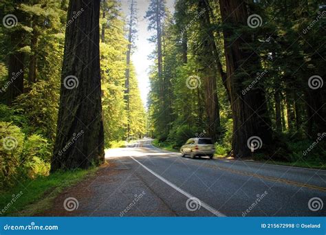 Car Driving On Highway Through The Redwood National Forest In