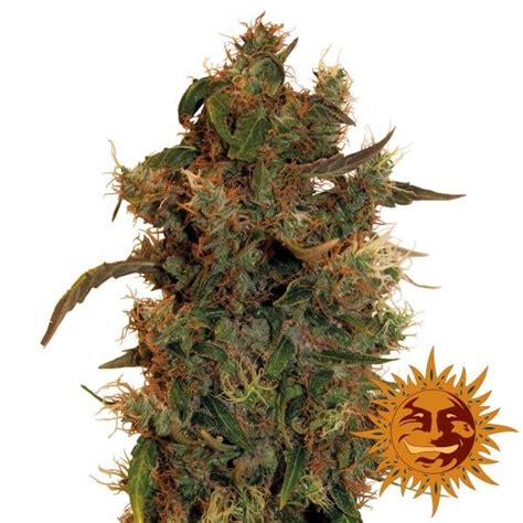 Barney S Farm 8 Ball Kush Feminized 3 Seeds Biltong Budz