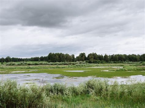 Premium Photo | Swampy area near the forest and cloudy sky green swamp 