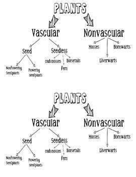 Plant Classification Chart Pdf Plant Classification Classifying - Riset