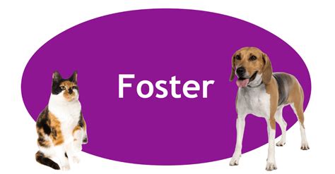 Foster | Porter County Animal Shelter, IN