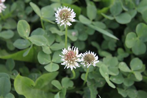 Clover Flowers Wild Free Photo On Pixabay