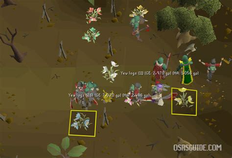 Osrs Forestry Guide Everything You Need To Know Osrs Guide