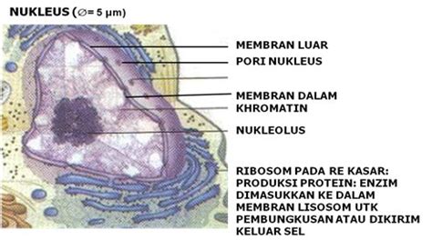 Fungsi Dan Struktur Nukleus Fungsi Dan Info