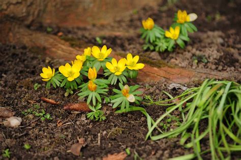 How to Grow and Care for Winter Aconite Plants