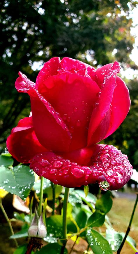 Flowers With Raindrops Wallpapers