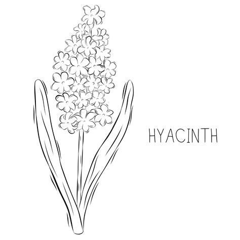 sketch vector illustration  hyacinth flower  doodle style