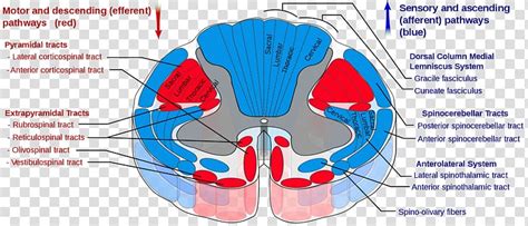 Spinal Cord Spinothalamic Tract Pyramidal Tracts Spinocerebellar Tract