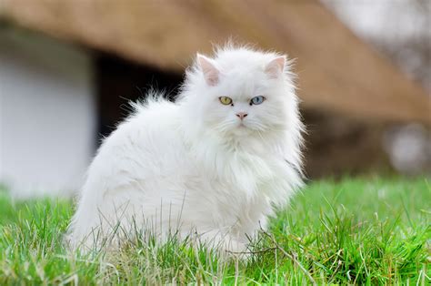 Angora Turc Origine caractère santé et conseils Race de Chat