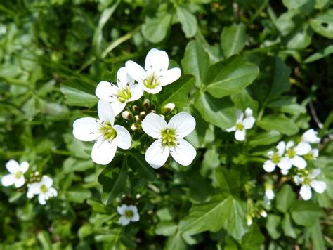 Жеруха лекарственная полезные свойства растения