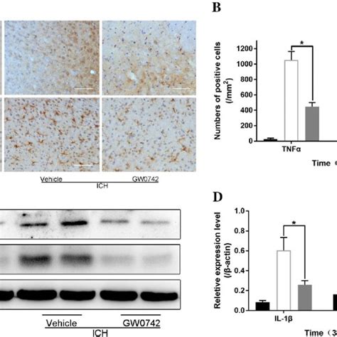 Gw Reduced Ich Induced Production Of Tumor Necrosis Factor Tnf