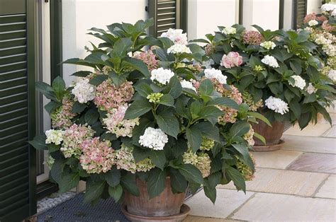 Hydrangea Macrophylla Hortensien In Bild Kaufen 12151616