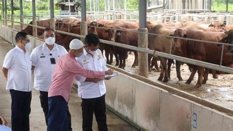 Kunjungi Peternakan Sapi Di Tangerang Mentan Syl Persediaan Sapi Siap