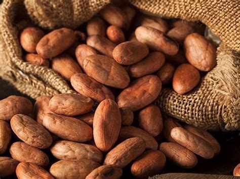 Realizarán Encuentro De Productores De Cacao En Mérida Últimas Noticias