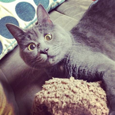This Permanently Surprised Cat Wasn’t Supposed To Survive, Now He’s 4 ... 