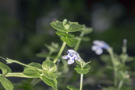 Lindernia rotundifolia | Akvaristika i teraristika
