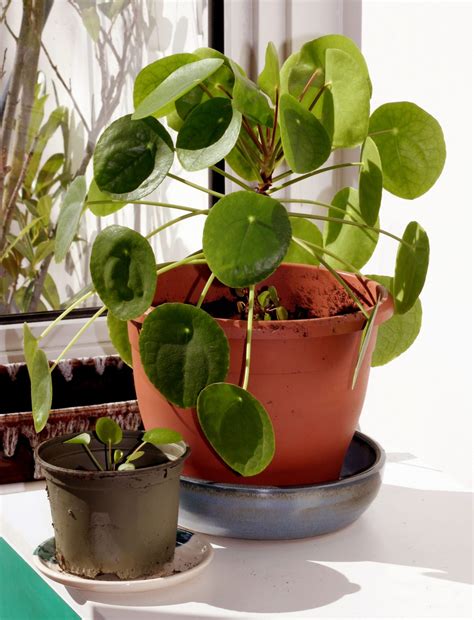 Chinese Money Plant Care Guide - Sun Spot Nursery