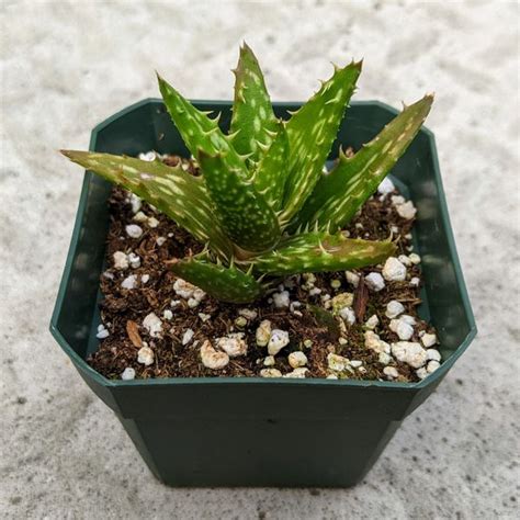 Aloe Juvenna | Toronto Succulent Plants and Hoya