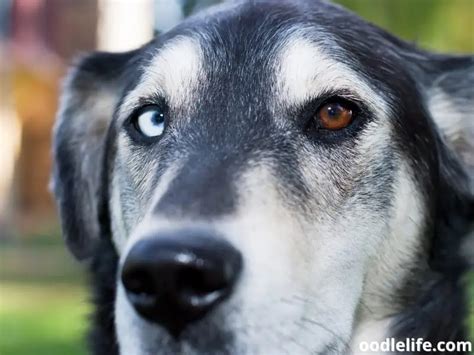 Explained: Dog With Two Different Colored Eyes [With Photos!] - Oodle Life