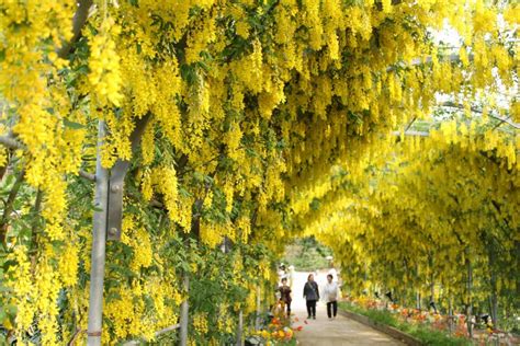 Ashikaga Flower Park Facts | Best Flower Site