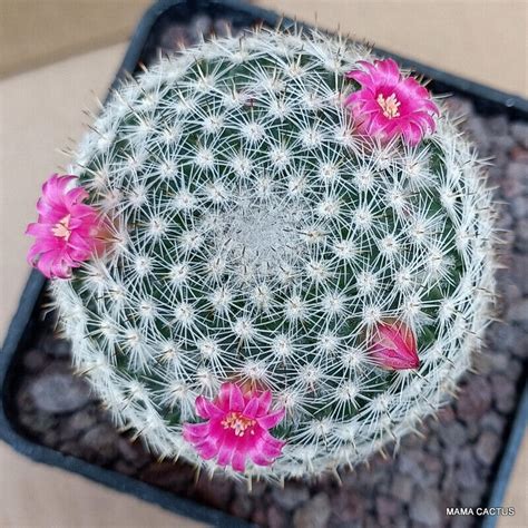 Mammillaria Elegans Mama Cactus