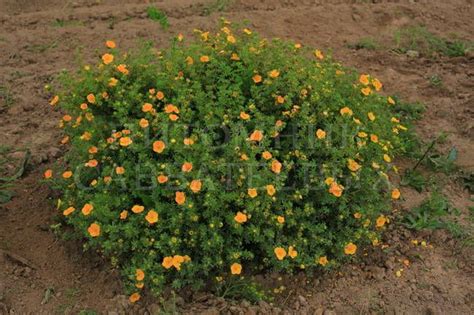 Лапчатка кустарниковая "Танжерин" - Potentilla fruticosa 'Tangerine ...