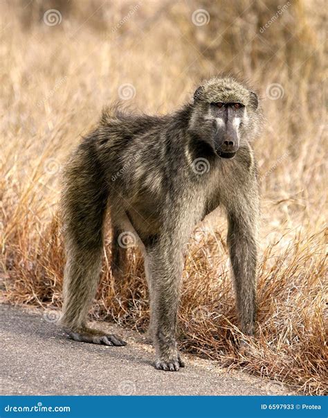 African Baboon Stock Photos - Image: 6597933