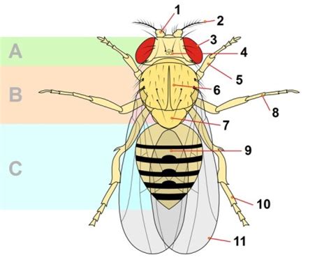 Drosophila Life Cycle And Fly Anatomy - Cherry Biotech