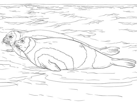 Раскраска Морской Котик Распечатать – Telegraph